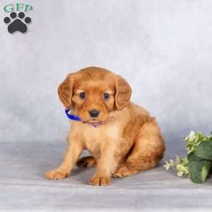 Scout, Miniature Golden Retriever Puppy
